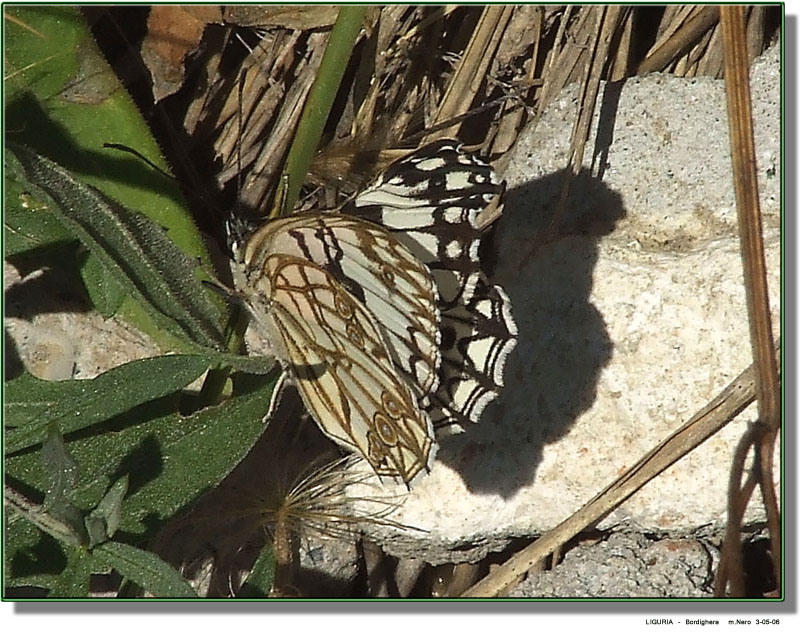 Melanargia occitanica